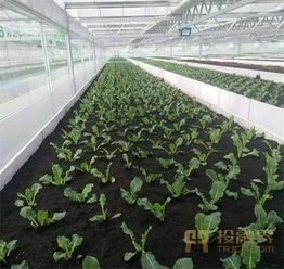 新型植床种植技术 让有机蔬菜走上更多人的餐桌——访技术革新者王永富