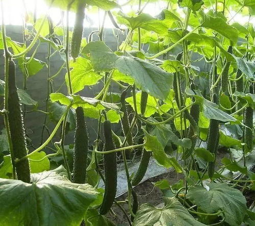 种植户必读 绿色食品蔬菜与有机蔬菜的全面解析