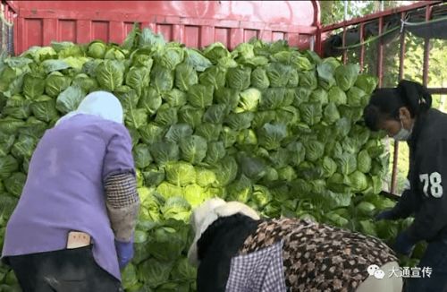 大通县7万亩露地蔬菜上市 高原有机蔬菜迎来丰收季