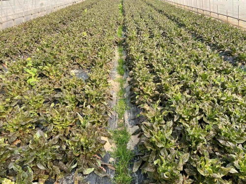揭开有机农场的神秘面纱 让有机蔬菜不再只是标签