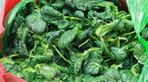 我县名特优农产品亮相南京 有机蔬菜受市民追捧