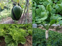 广东惠选 深圳龙岗有机蔬菜配送，享受绿色健康生活