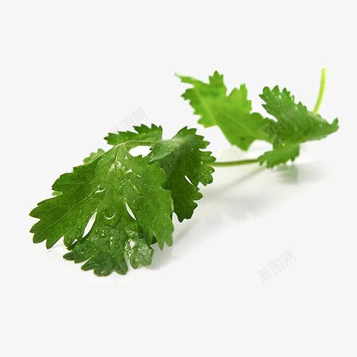 绿色香菜的美丽与有机蔬菜的魅力