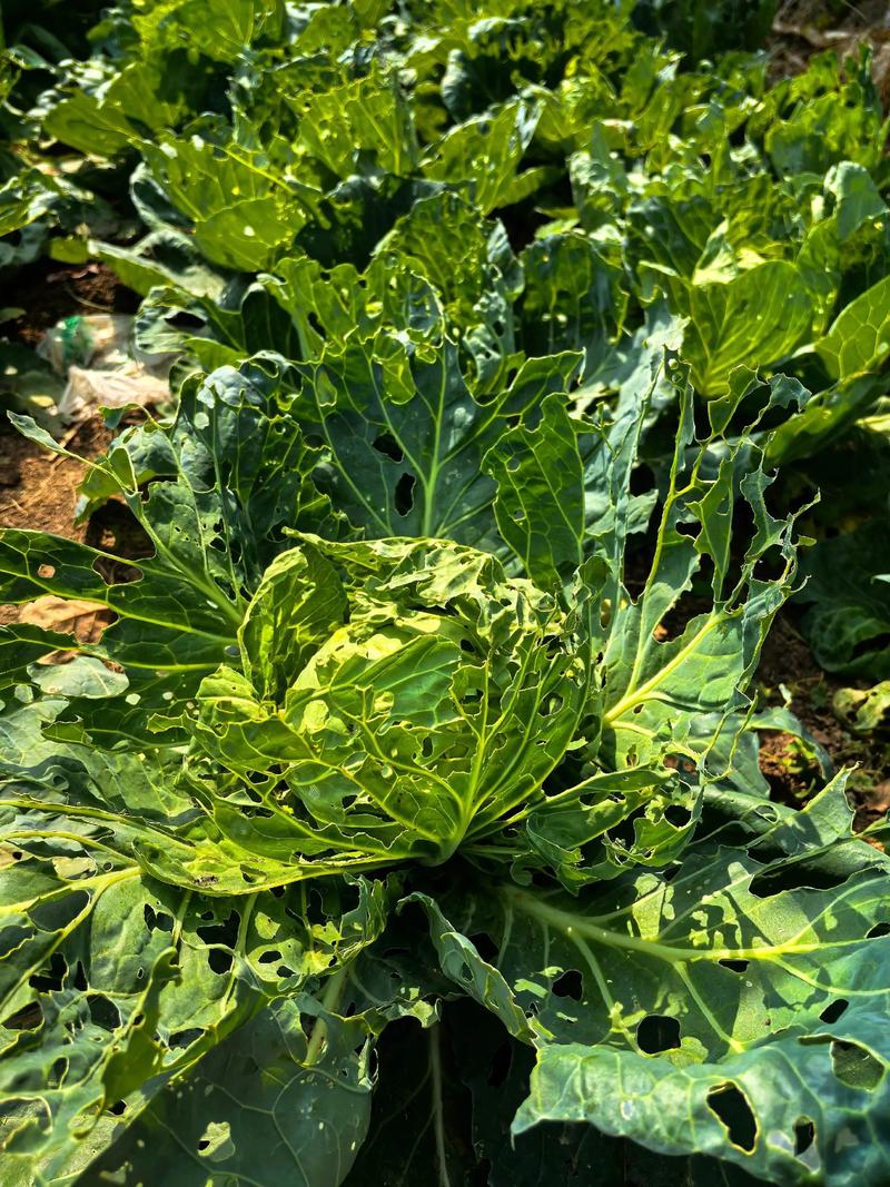 纯有机洋白菜是这样子的!#有机菜 #记录生活 #田园生活