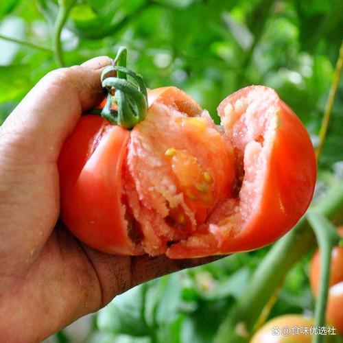 有机蔬菜牌子哪个最好?选购技巧与推荐清单